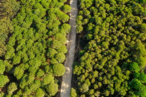 Premium Photo | Top view green forest and road taken by drone