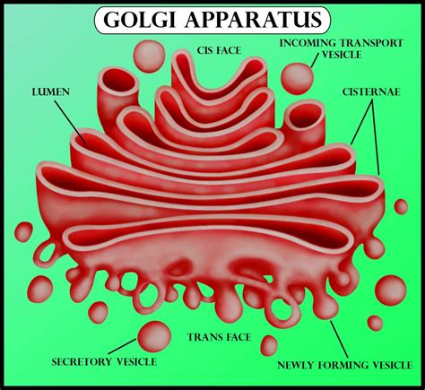 What Is The Function Of The Golgi Body In An Animal Cell - Cell ...