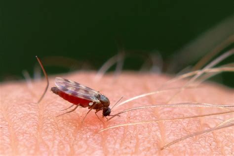 Biting Midges – A Comprehensive Guide