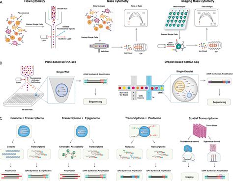 Single Cell Sequencing Cancer