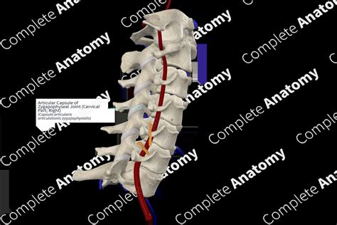 Articular Capsule of Zygapophyseal Joint (Cervical Part; Right ...