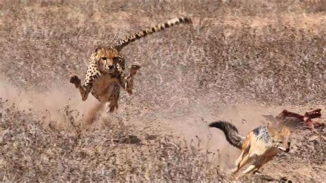 Teaser - Cheetah vs Jackal - YouTube