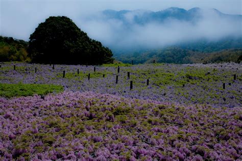 The Wisteria Flower Tunnel at Kawachi Fuji Garden » TwistedSifter