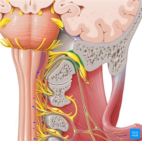 Facial Nerve Tumor - Clinical Case, Symptoms, Anatomy | Kenhub