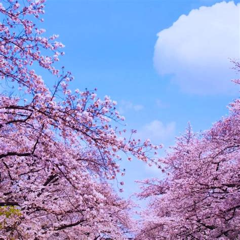 Ueno Park Cherry Blossoms: Create a Sea of Pink