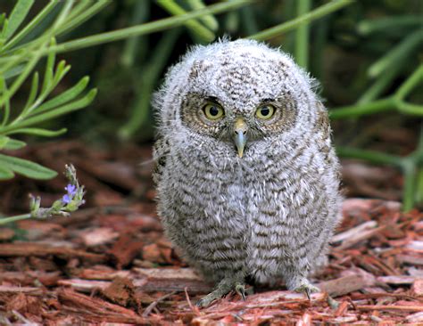 Cute Baby Screech Owl in Birds and Blooms Online | naturetime