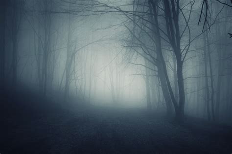 Dark Forest Foggy Night | Haunted forest, Fantasy landscape, Forest photos