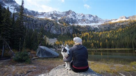 Pet Friendly Hotel in AB: Making the Most of Your Road Trip