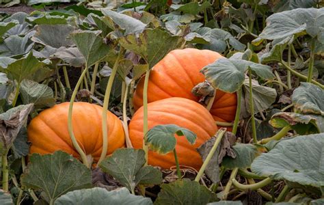 Gardener's Guide to Pumpkin Vines: Trimming, Support, Care