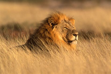 African Safari | Smithsonian Journeys