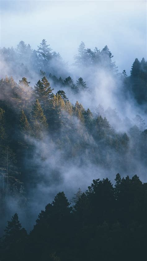 Misty Forest, trees, clouds, sky, , bonito, nature, mountains, fog, HD ...