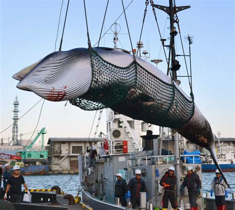 Japan to resume commercial whaling, but not in Antarctic | Inquirer ...