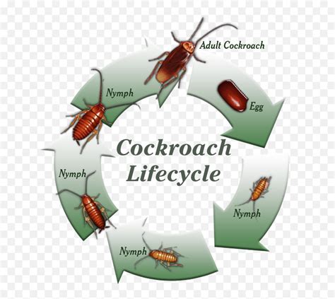 Roach Life Cycle