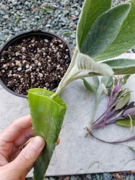 How to Propagate (Grow) Sage Cuttings in Water or Soil ~ Homestead and ...