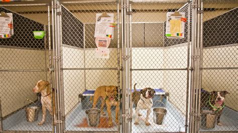 What Dogs Are At The Shelter