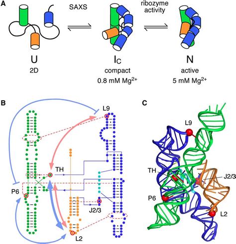 Tertiary Structure Of Rna