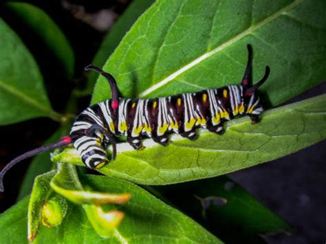 Queen Butterfly caterpillar - Danaus gilippus - BugGuide.Net