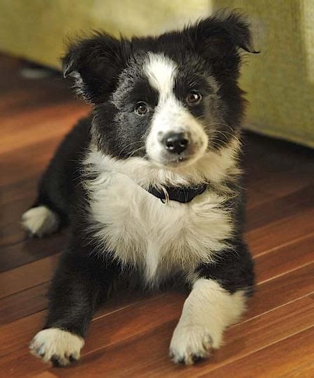 Border Collie Australian Shepherd Mix Welpen österreich