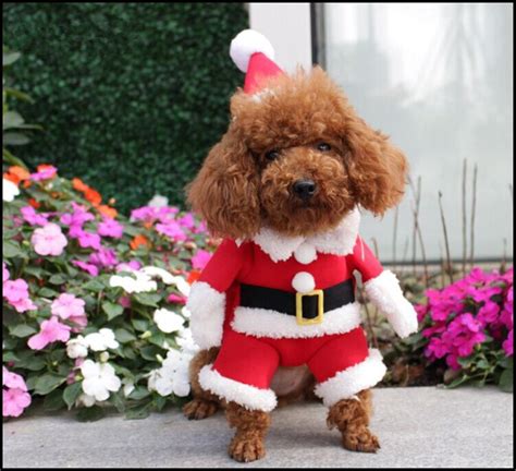 Here Are Some Photos Of Pets Wearing Christmas Outfits - Riot Fest