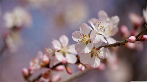 Peach Blossom Flowers wallpaper | nature and landscape | Wallpaper Better