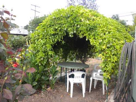 21 Passion Fruit Trellis ideas in 2021 | passion fruit, garden vines ...