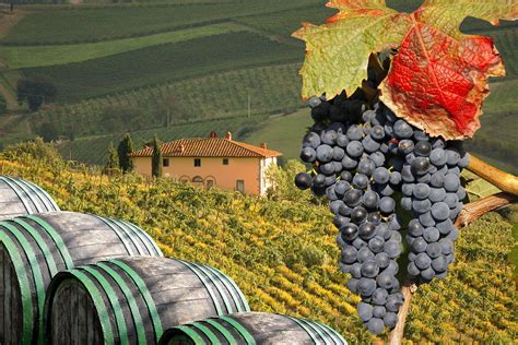 Wine Tour of Italy - Tenon Tours