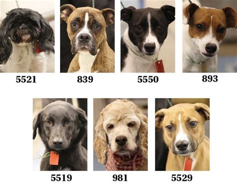 Lucas County Dogs for Adoption: 6-16 - The Blade