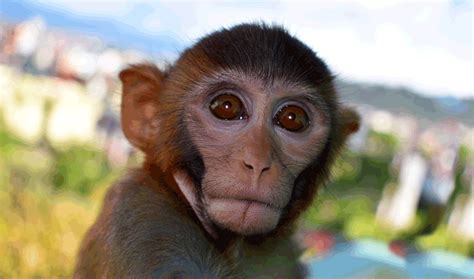 Monkeys Don’t Trust Bad Avatars | Inside Science