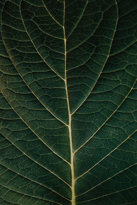 Plant, Macro, Sheet, Leaf, Veins HD phone wallpaper | Pxfuel