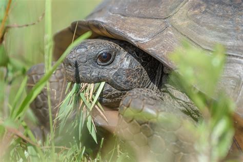 Wildlife & Endangered Species Comment Letters - Everglades Law Center