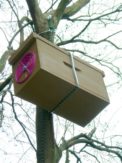 bee surprised: betterbee wood nucleus box as a swarm trap