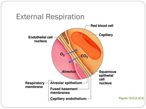 External Respiration