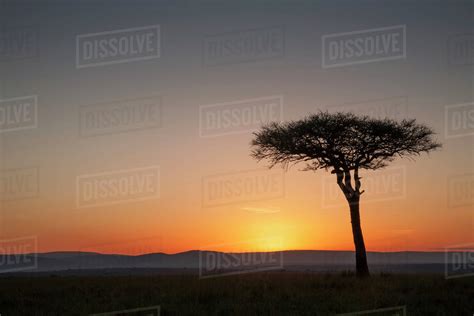 Tree at sunset in savanna landscape - Stock Photo - Dissolve