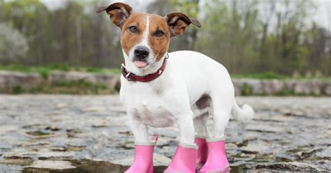 How to size dog boots so they don’t fall off | PawTracks