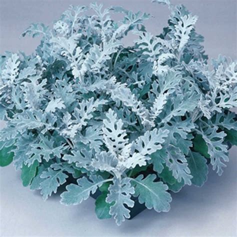 Silverdust Dusty Miller House Plant Seeds (Pelleted) - 1000 Seeds ...