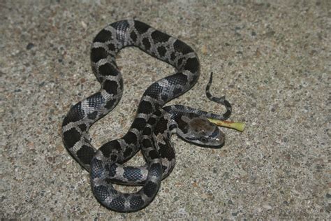 Black Rat Snake (Pantherophis obsoletus) - Psychotic Nature