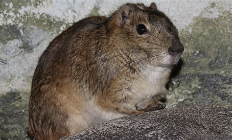 Rock cavy | Smithsonian's National Zoo and Conservation Biology Institute