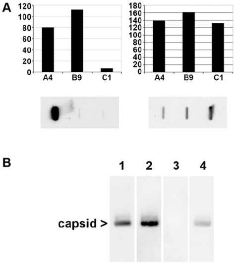 Characterization of anti capsid antibodies using capsid subassemblies ...