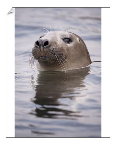 Print of Young Grey seal (Halichoerus grypus) taking a curious peep out ...