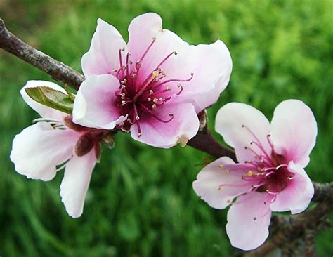 Eye Candy for the Famished: Peach Blossoms - Watsonville California