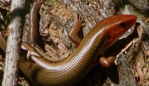 Amazing Facts about the Common Garden Skink | OneKindPlanet Animals