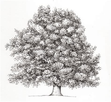 Beech tree Fagus sylvatica - SOLD - Lizzie Harper