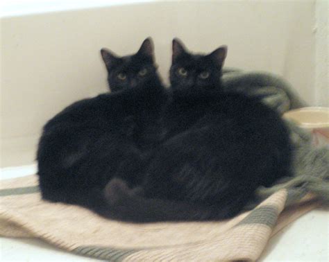 Two Cats Cuddling Together - Cats Photo (36278895) - Fanpop