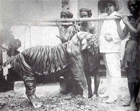 Bali Tiger | Extinct Animals