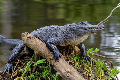 6 Amazing Louisiana Swamp Animals | Bayou Swamp Tours