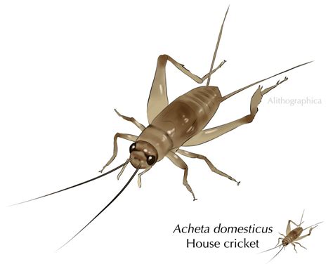 House Cricket by Alithographica on DeviantArt