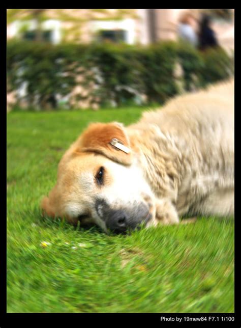 Lazy Dog - Edit by 19mew84 on DeviantArt