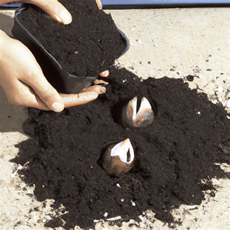 How To Plant Palm Tree Seeds - PlantopiaHub - Your Ultimate Destination ...