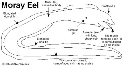 Moray Eel Printout- Enchanted Learning Software