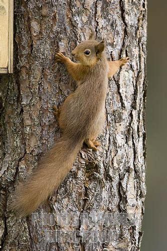 Red Squirrel climbing Scots Pine Tree stock photo Family Tree Tattoo ...